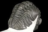 Adrisiops Weugi Trilobite - Recently Described Phacopid #165931-6